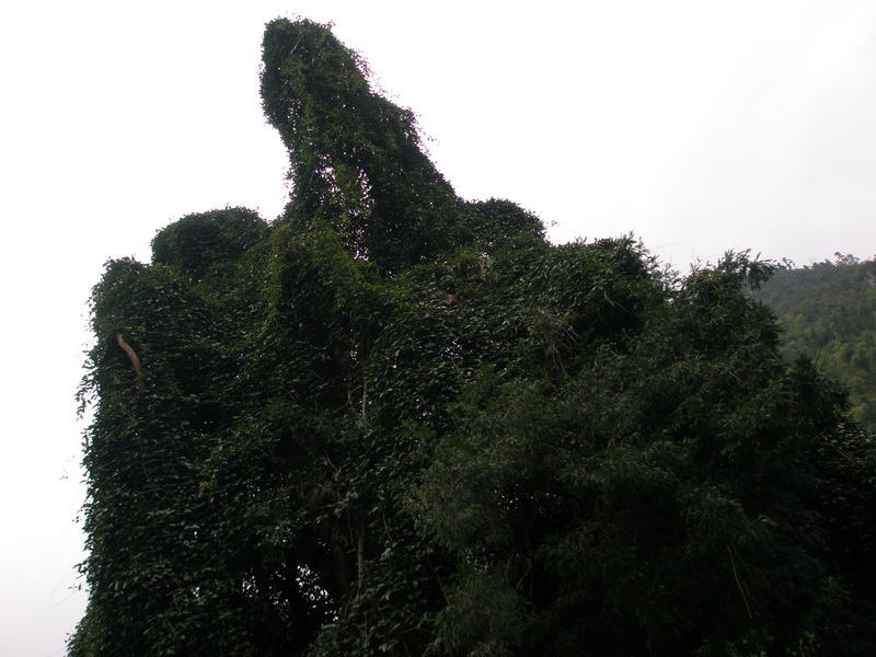 雪上修仙