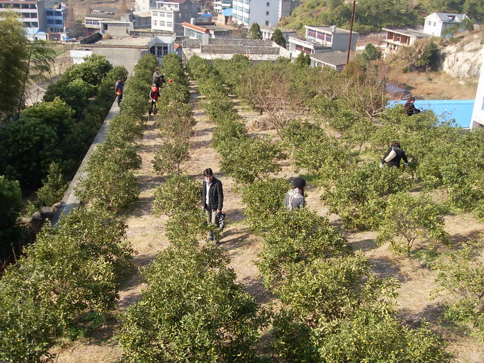 [原创]爬光秃秃的毛草山________吃火辣辣的酸菜鱼________摘铁蒂青的金橘子