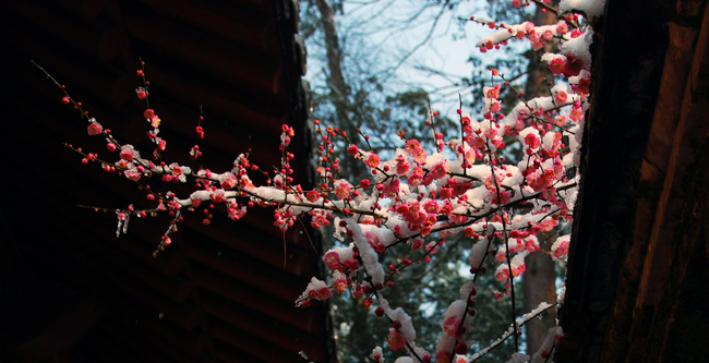 赏冰赏雪赏梅花