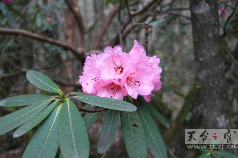 西藏林芝的高山杜鹃