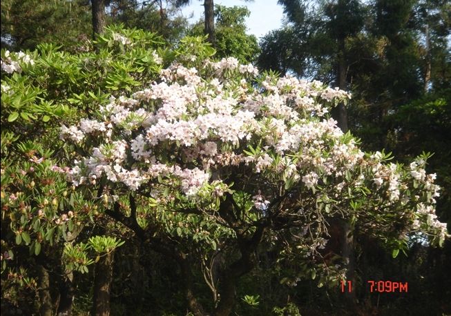 5月11日.华顶看杜鹃活动照片.