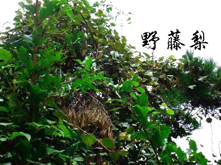 08.8.30潘岙杨－捣臼孔－雷音寺－潘岙杨(环线)登山溯溪PP