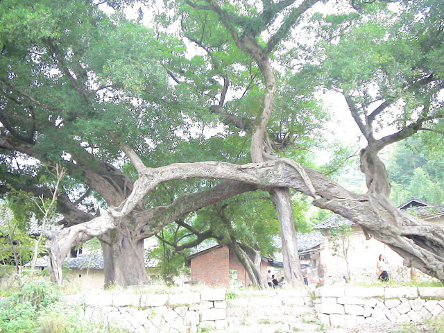 九龙树