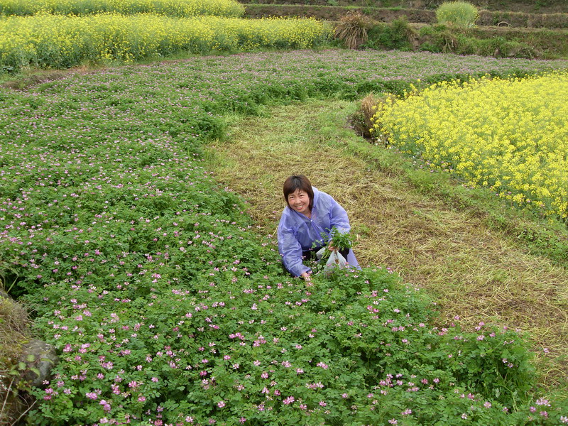 [天台驴友俱乐部]活动之-----走古道.赏油菜花.登莲花峰顶