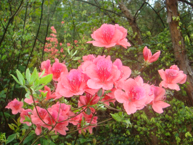 [天台驴友俱乐部]活动之-----走古道.赏油菜花.登莲花峰顶