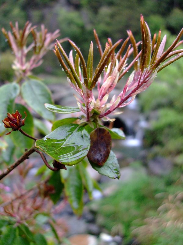[天台驴友俱乐部]活动之-----走古道.赏油菜花.登莲花峰顶