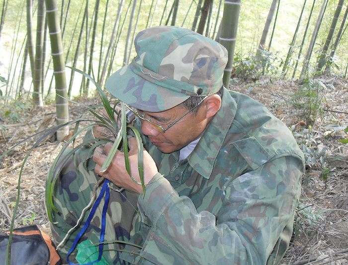 采兰深山中