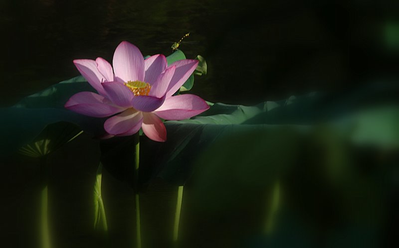 十大名花之——荷花