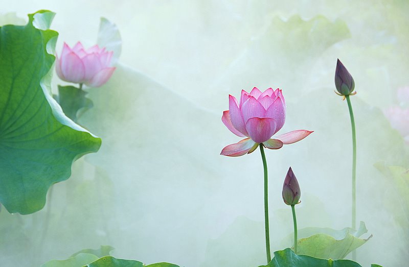 十大名花之——荷花