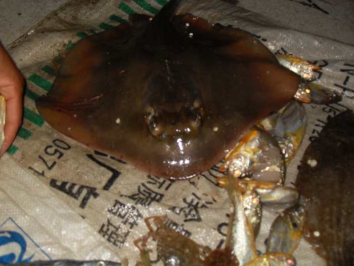 怡情踏浪沙镬岛