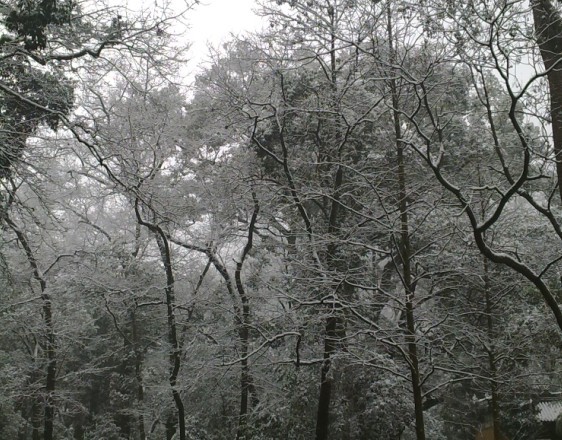 国清踏雪