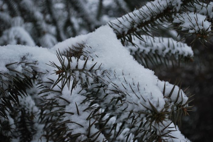 2010年第一场雪