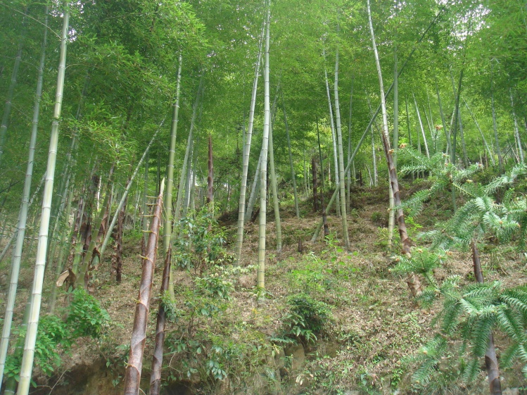大同的大年竹山