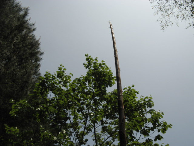 IMG_0175.JPG