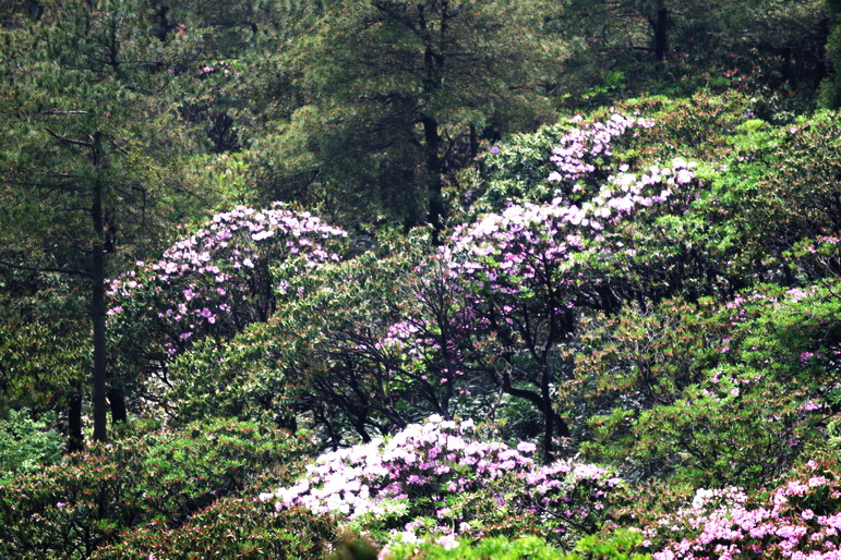 IMG_4452_缩小大小.jpg