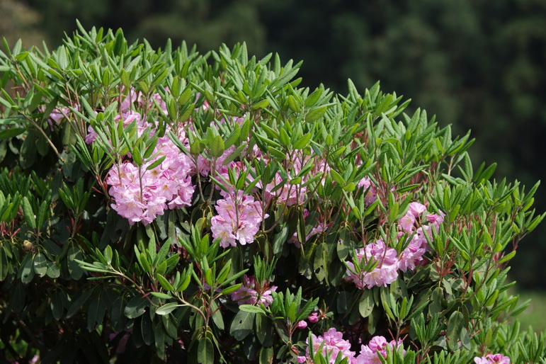IMG_4466_缩小大小.jpg