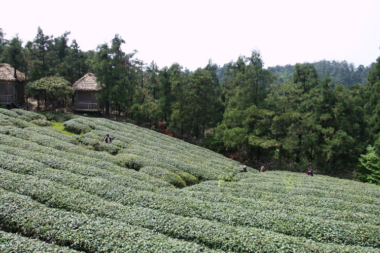 IMG_4434_缩小大小.jpg