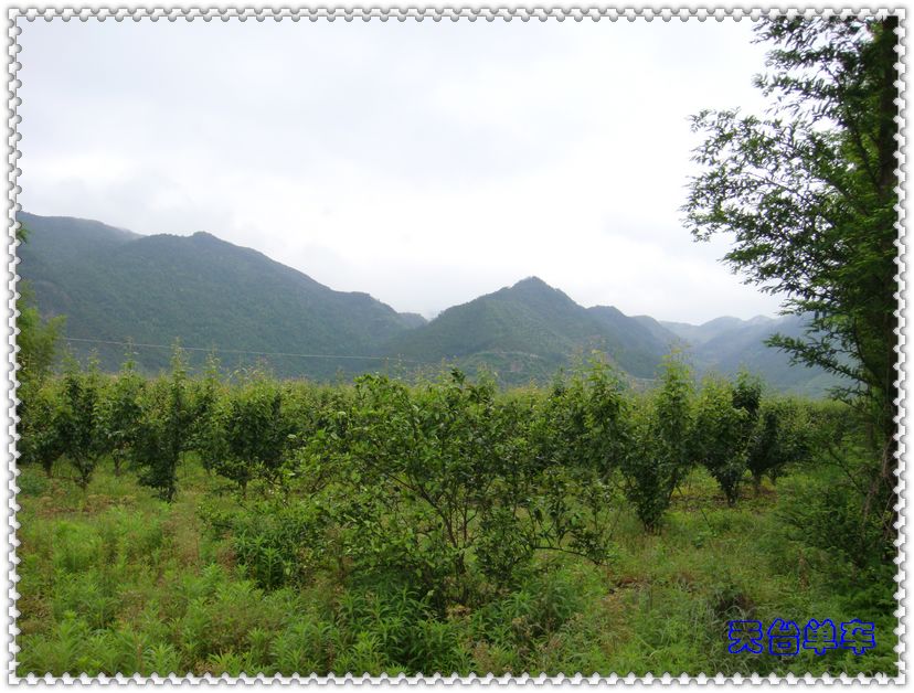 这就是翻过的山，看着不高.jpg
