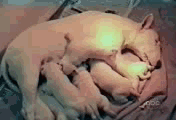 11.gif
