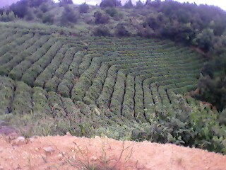 IMG0170A.jpg