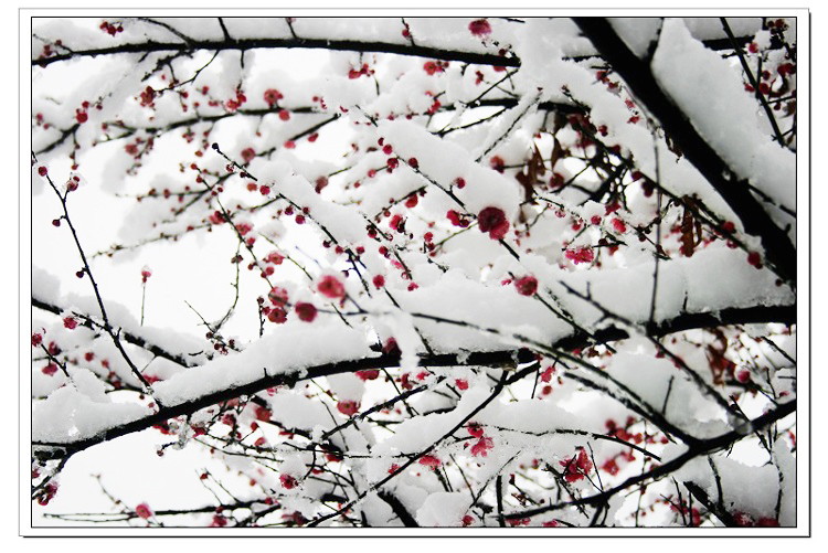 踏雪寻梅.jpg